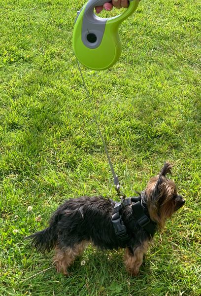 Hovedbilde Flexibånd / hundebånd til liten hund